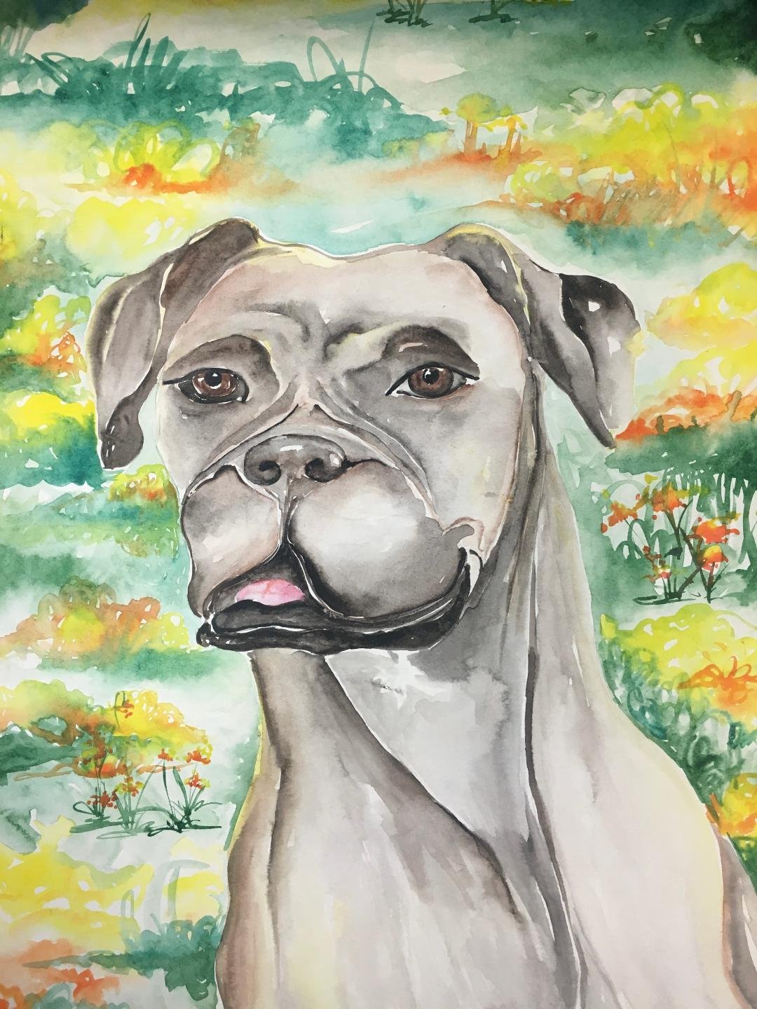 Boxer